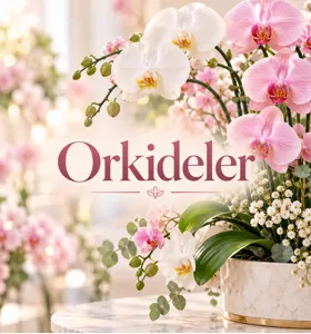 Orkideler